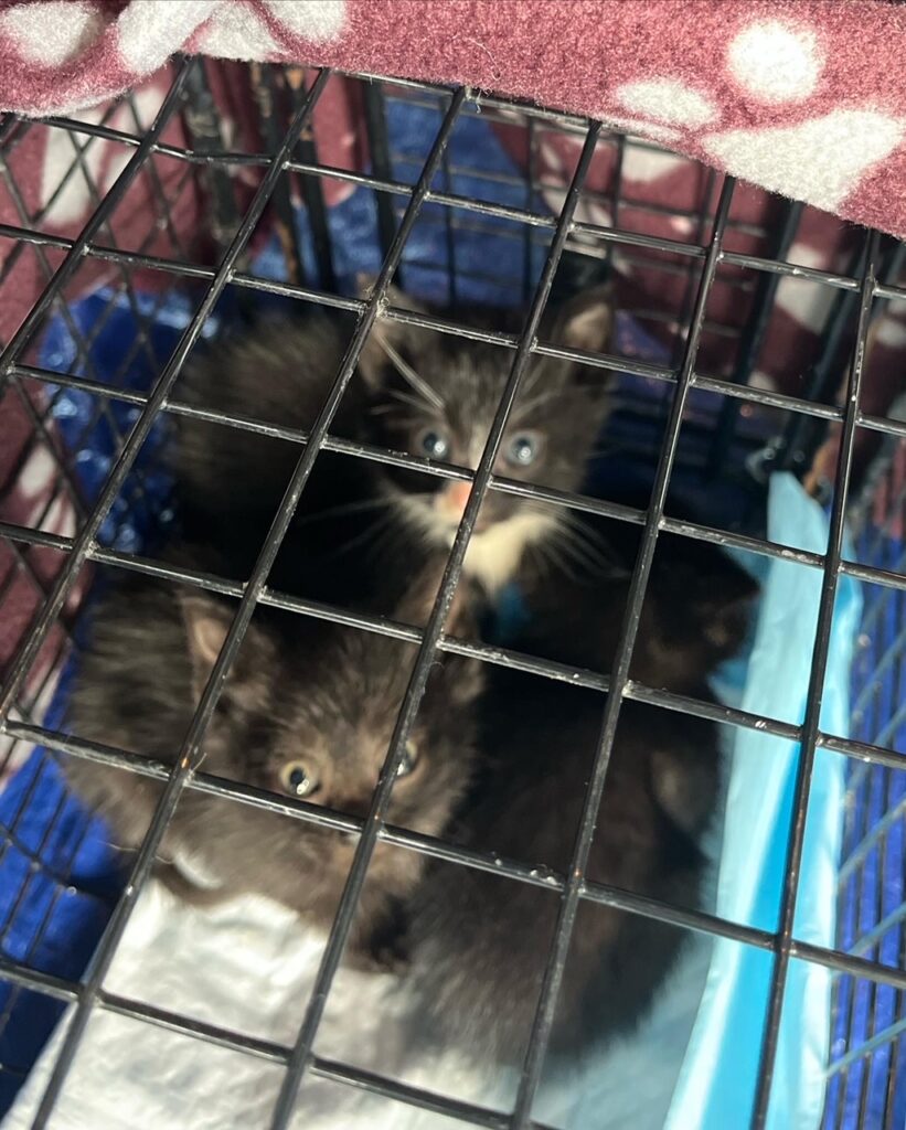 Finally a tally for May 4 rockats.org