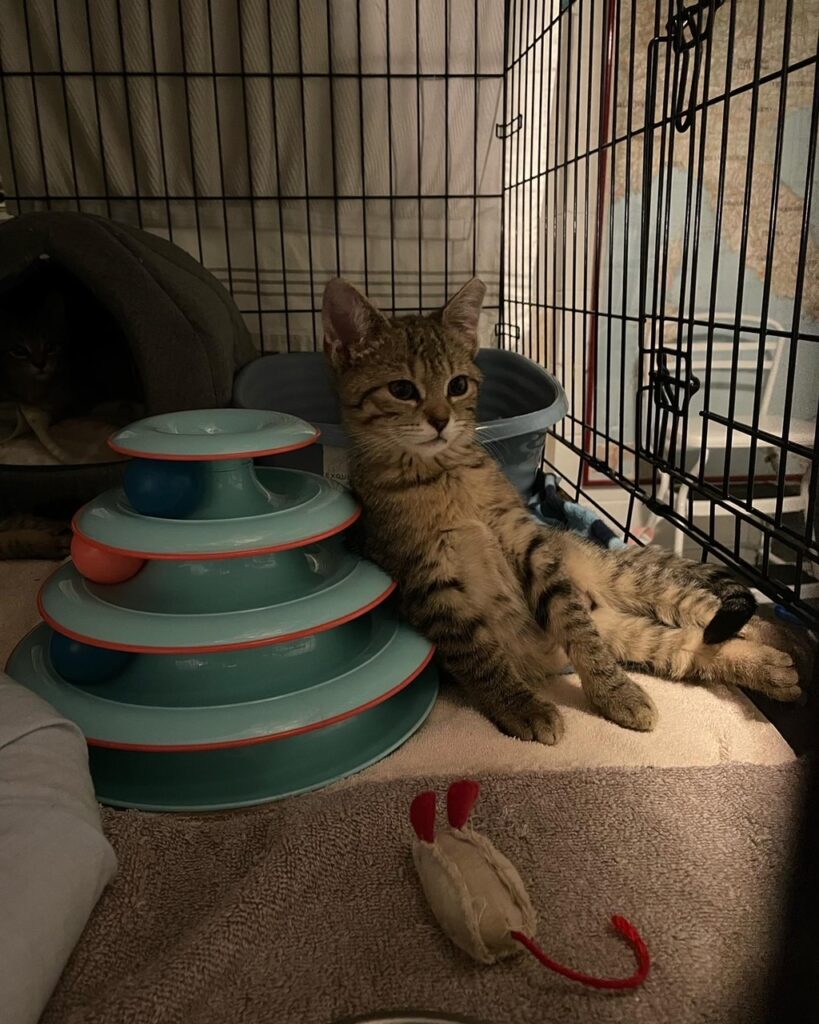 Finally a tally for May 3 rockats.org