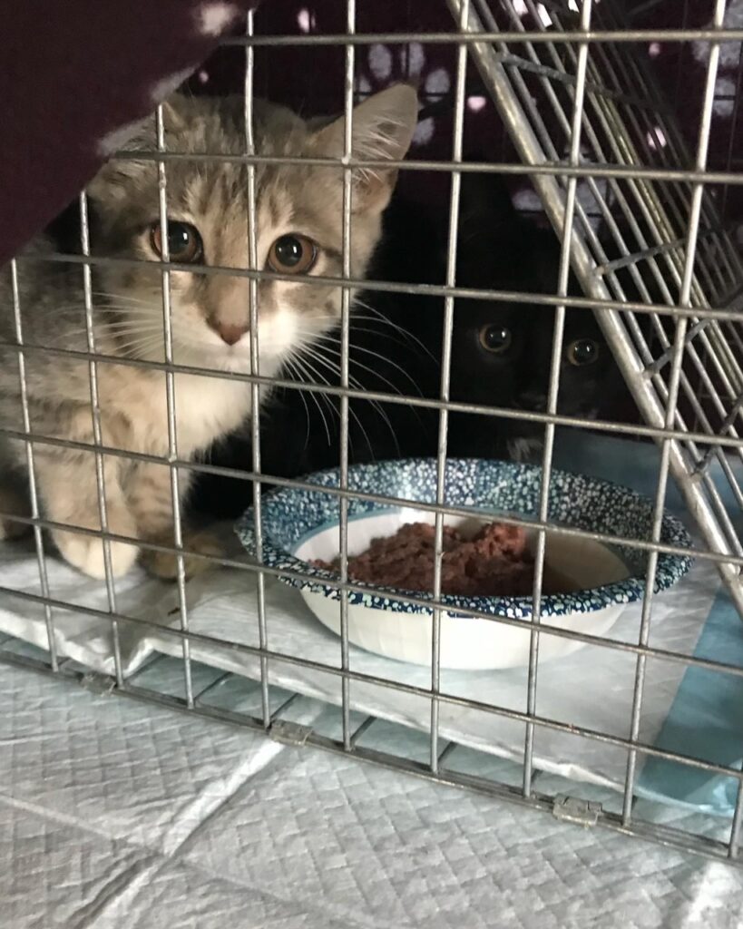 Finally a tally for May 5 rockats.org