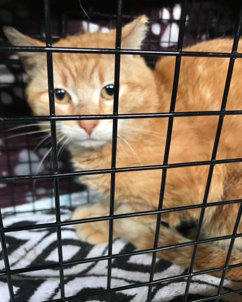 Finally a tally for May 6 rockats.org