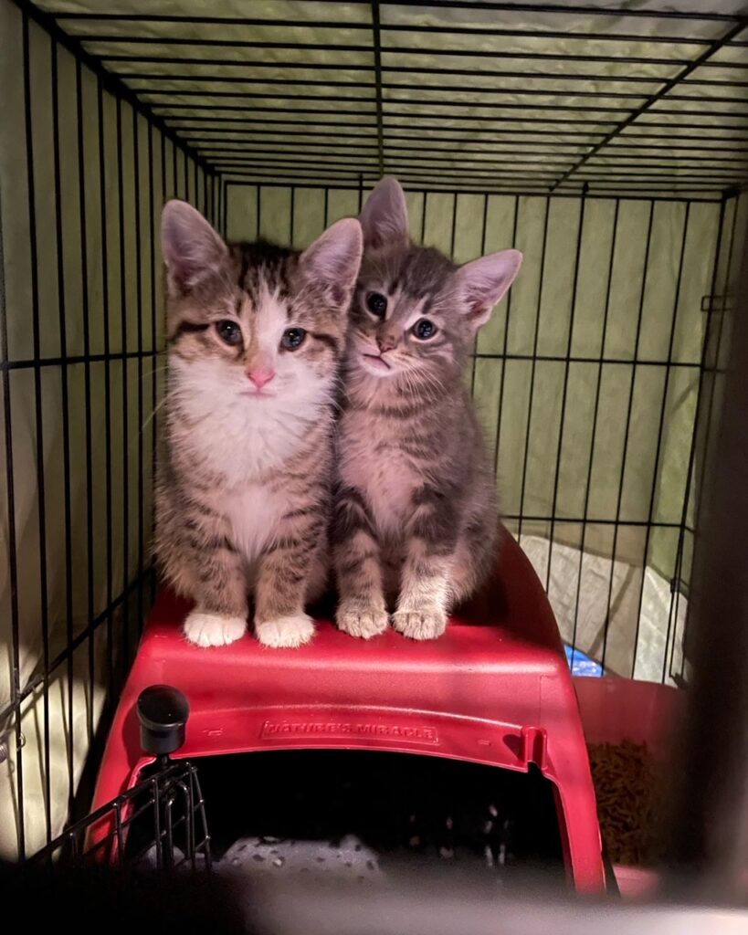 Finally a tally for May 8 rockats.org