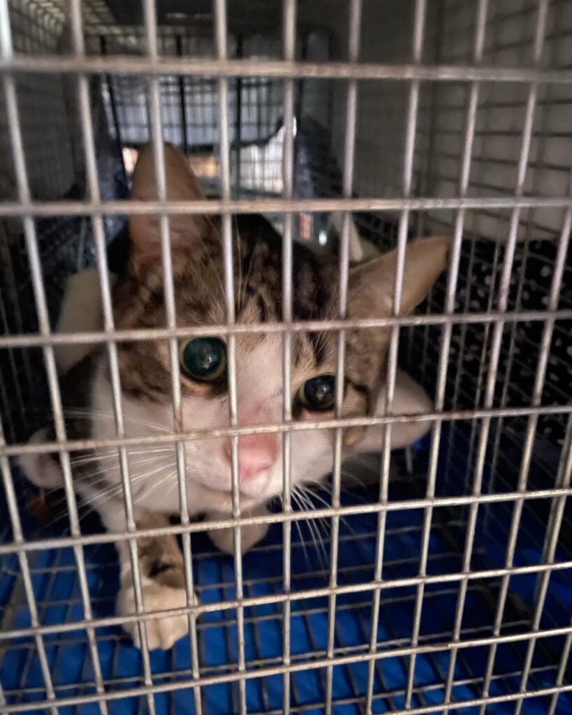 Finally a tally for May 10 rockats.org