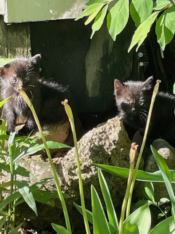 Always trust your gut and give it a try! 3 rockats.org