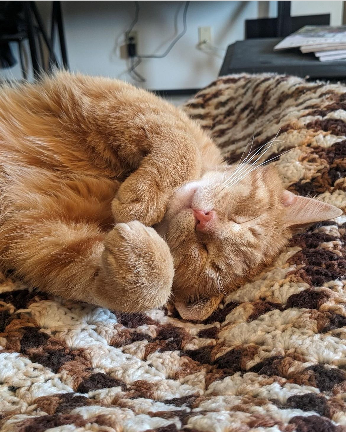 April's Adoptions - RocKats