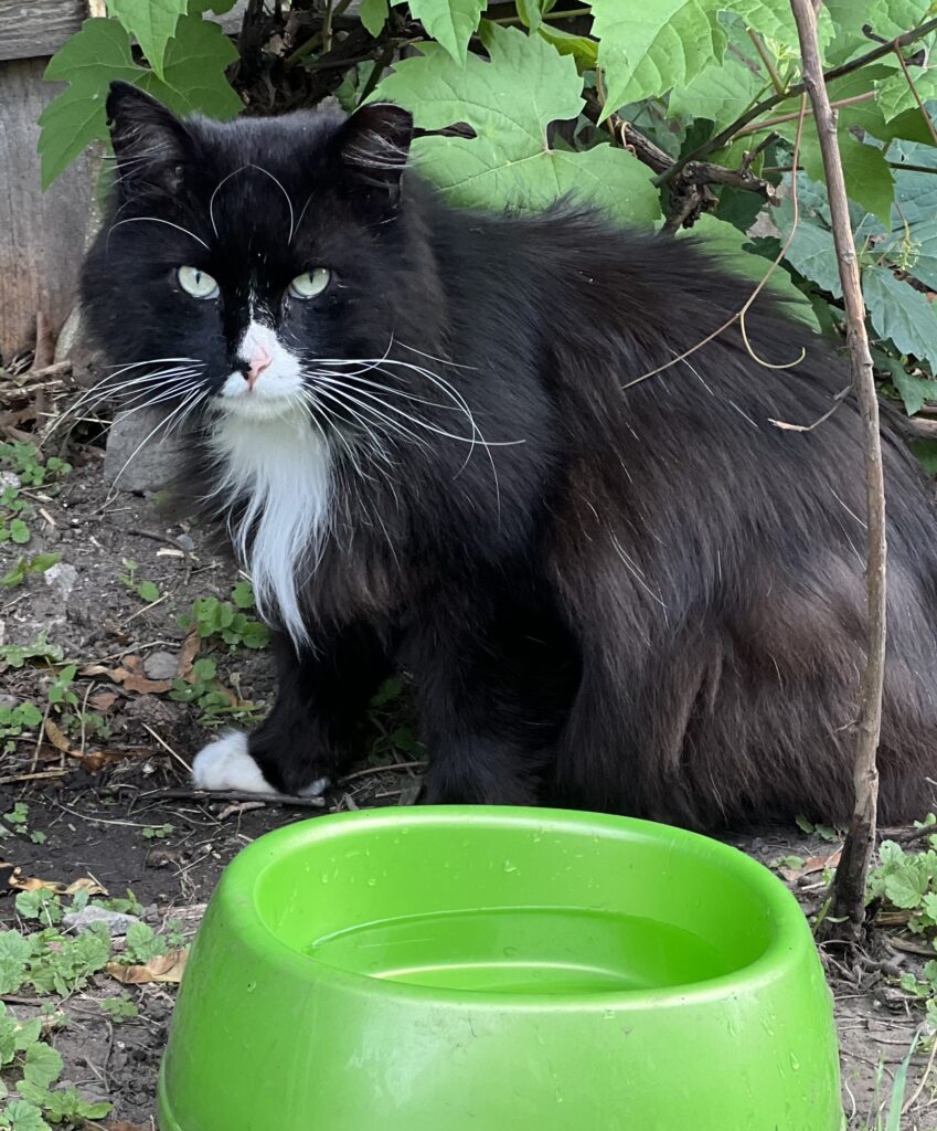 Fresh water needs to be available always! 2 rockats.org