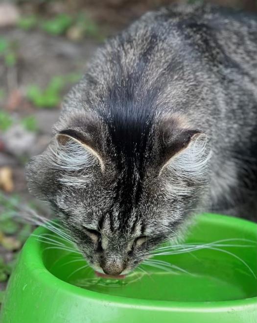 Fresh water needs to be available always! 3 rockats.org