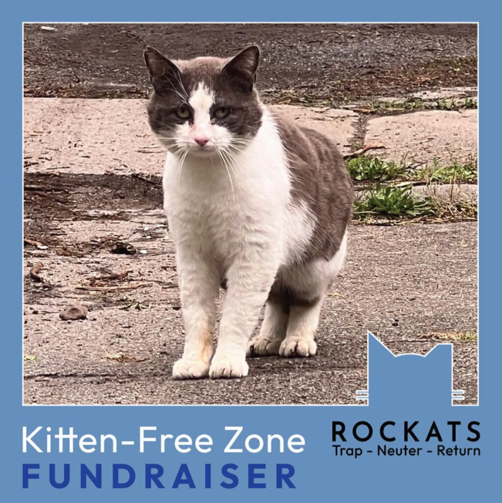 Kitten-free zone! 1 rockats.org