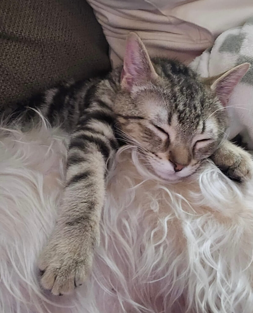 Your Donations Make a Purrfect Difference 9 rockats.org