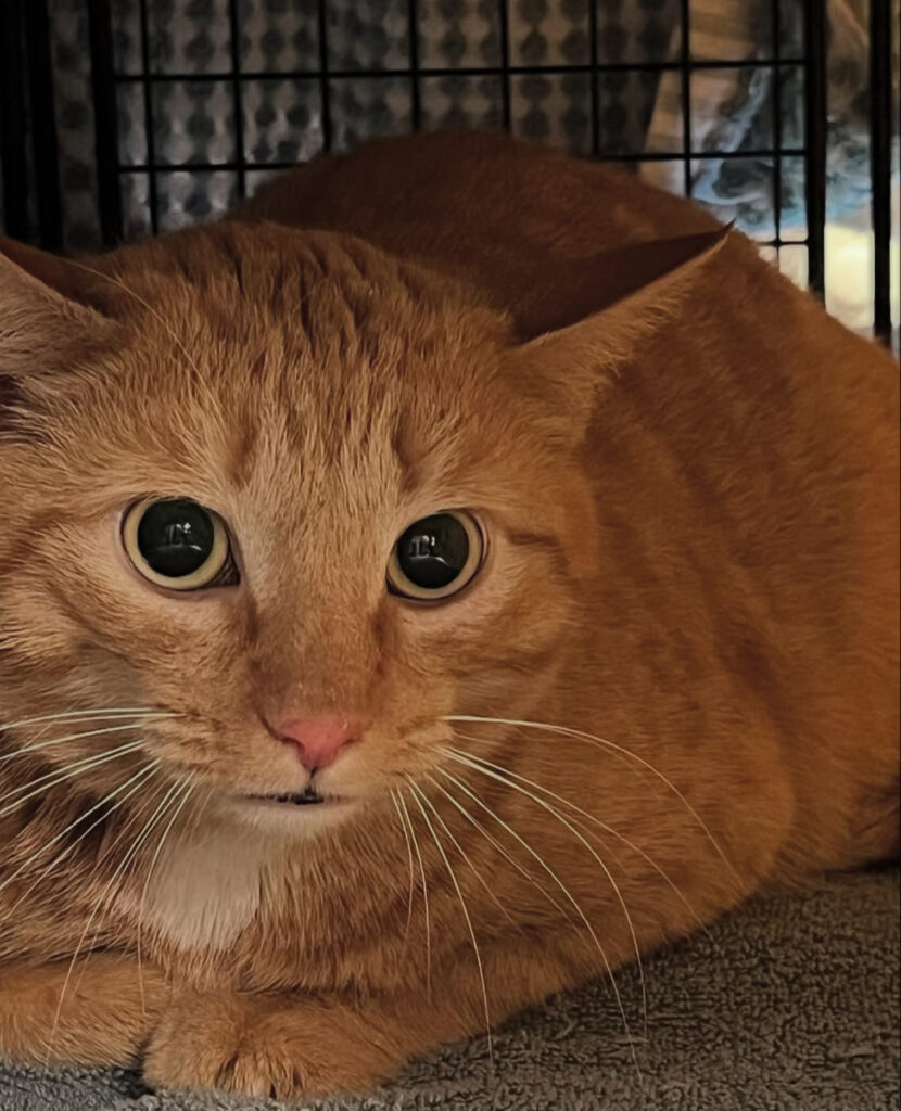 Your Donations Make a Purrfect Difference 5 rockats.org