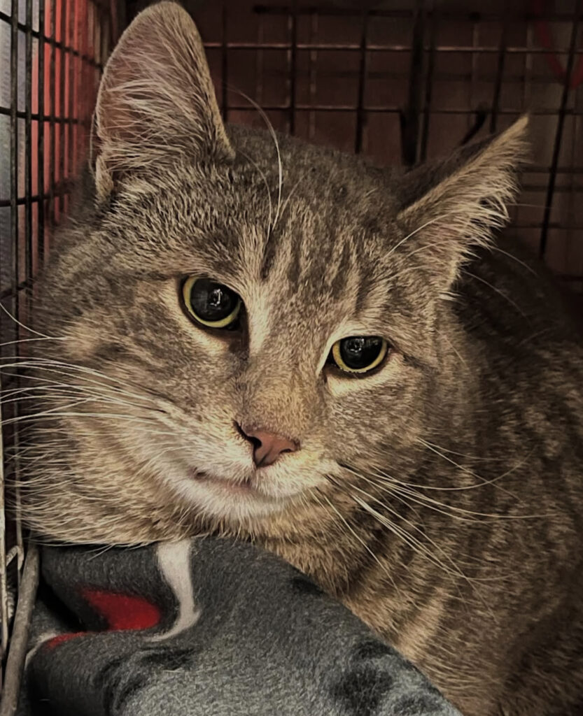 Your Donations Make a Purrfect Difference 3 rockats.org