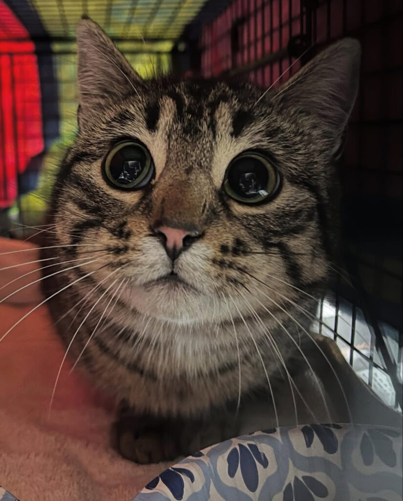 Your Donations Make a Purrfect Difference 2 rockats.org