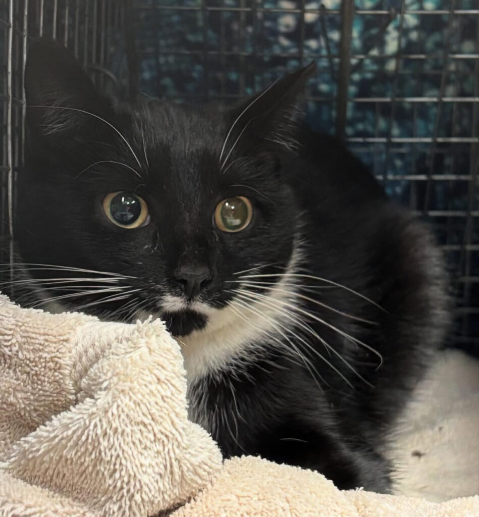 Busy Busy, Happy Kitties: 69 Lives Transformed! 7 rockats.org