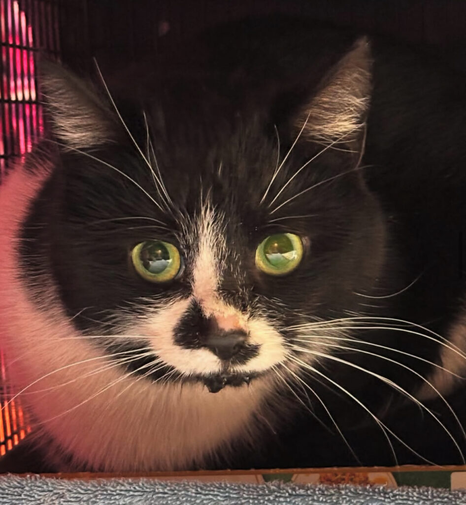 Busy Busy, Happy Kitties: 69 Lives Transformed! 5 rockats.org