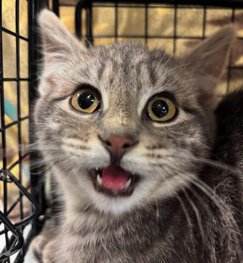 Busy Busy, Happy Kitties: 69 Lives Transformed! 3 rockats.org