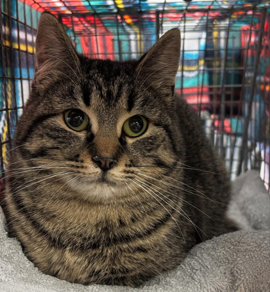 Busy Busy, Happy Kitties: 69 Lives Transformed! 2 rockats.org
