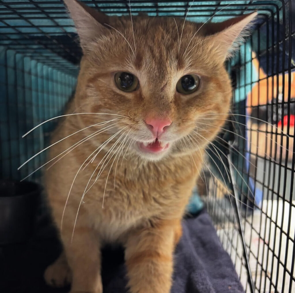 Seamus's Story & TNR Training 2 rockats.org