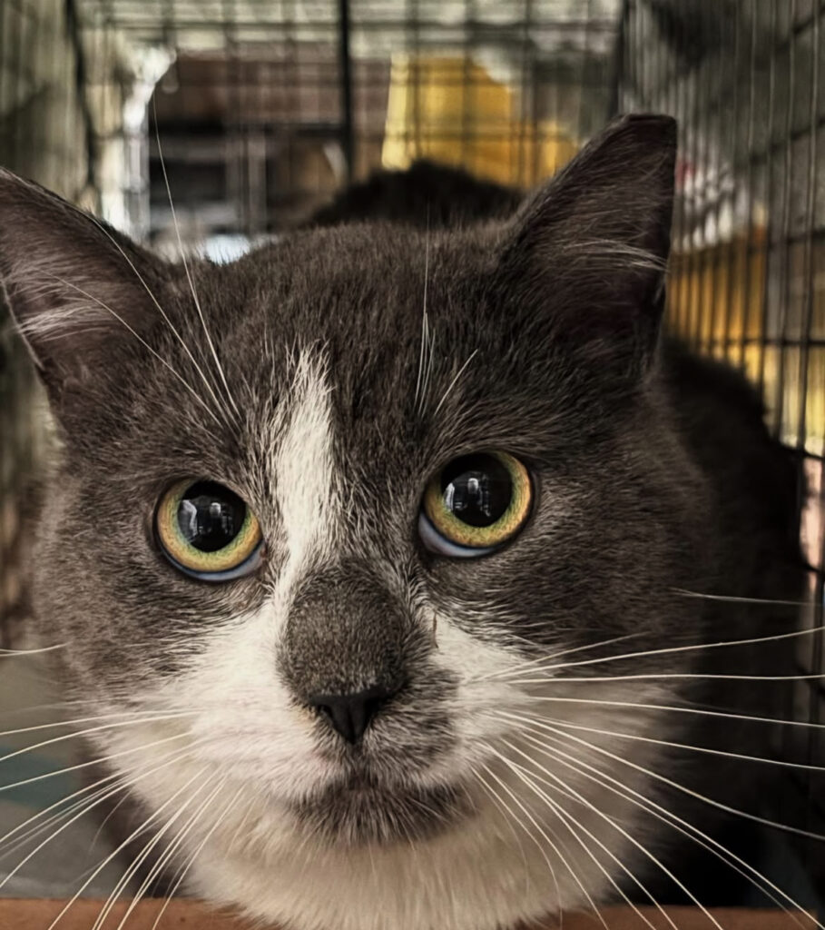 Focus on Females: Preventing Litters, Building Futures 4 rockats.org
