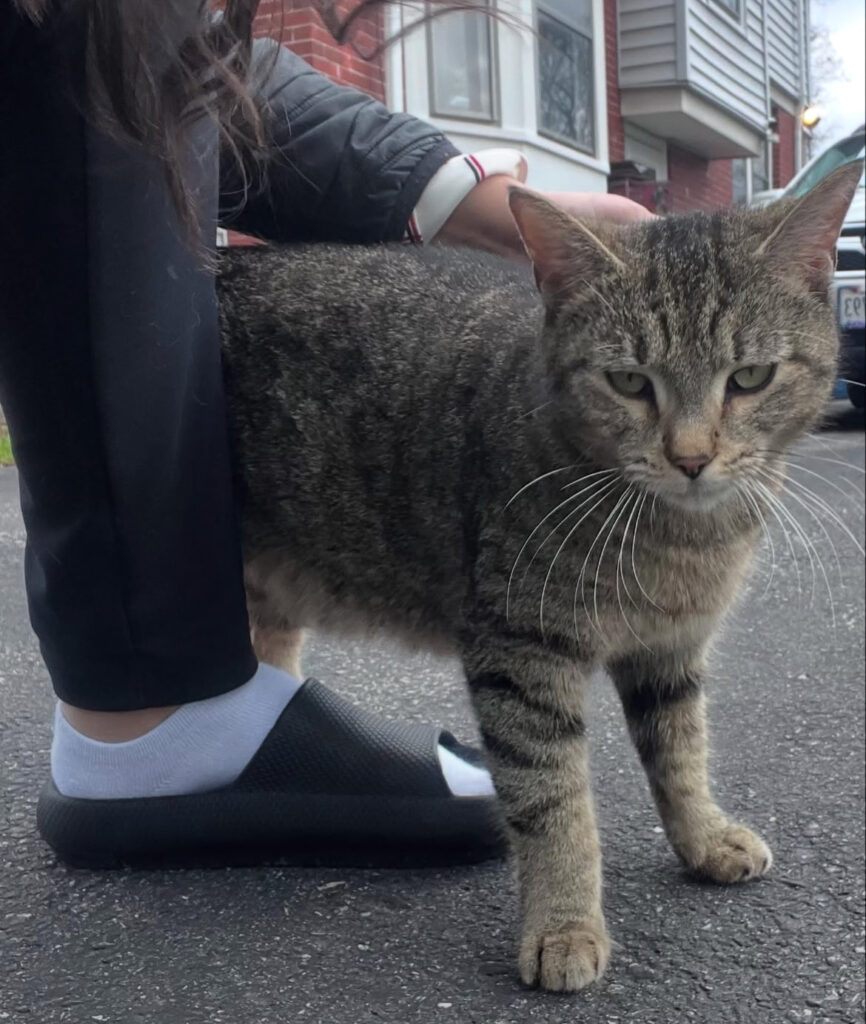 Calling All Carriers: Support Our Spay/Neuter Blitz! 2 rockats.org