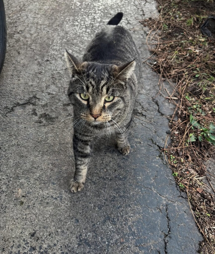 Calling All Carriers: Support Our Spay/Neuter Blitz! 1 rockats.org