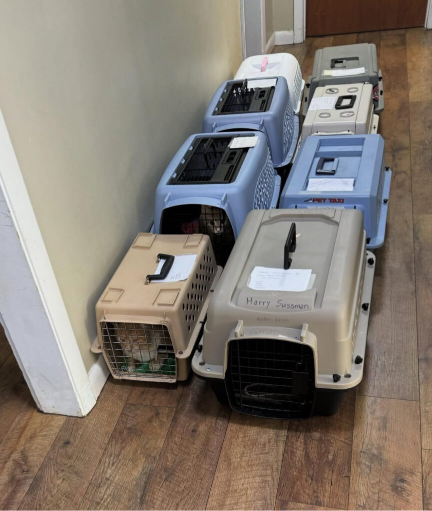 Calling All Carriers: Support Our Spay/Neuter Blitz! 3 rockats.org