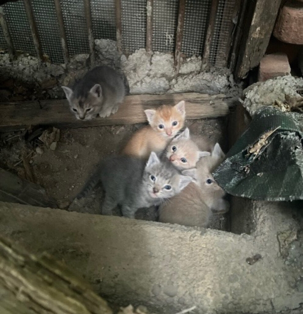 Mama Cat & Kittens Rescued: TNR Training Ahead! 1 rockats.org