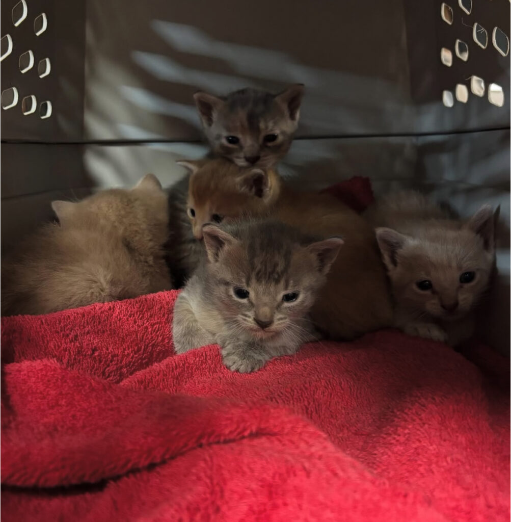 Mama Cat & Kittens Rescued: TNR Training Ahead! 3 rockats.org
