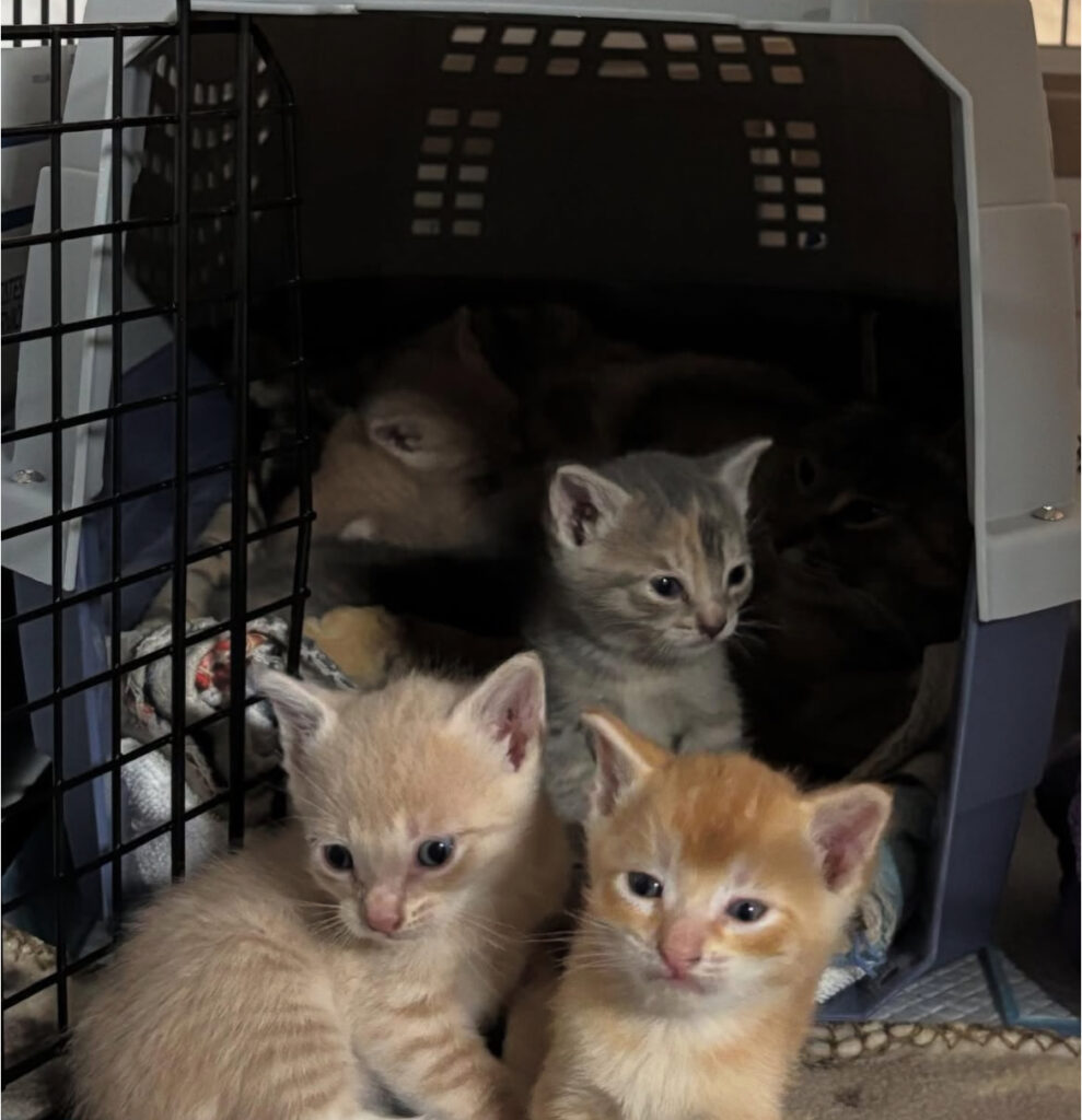 Mama Cat & Kittens Rescued: TNR Training Ahead! 4 rockats.org