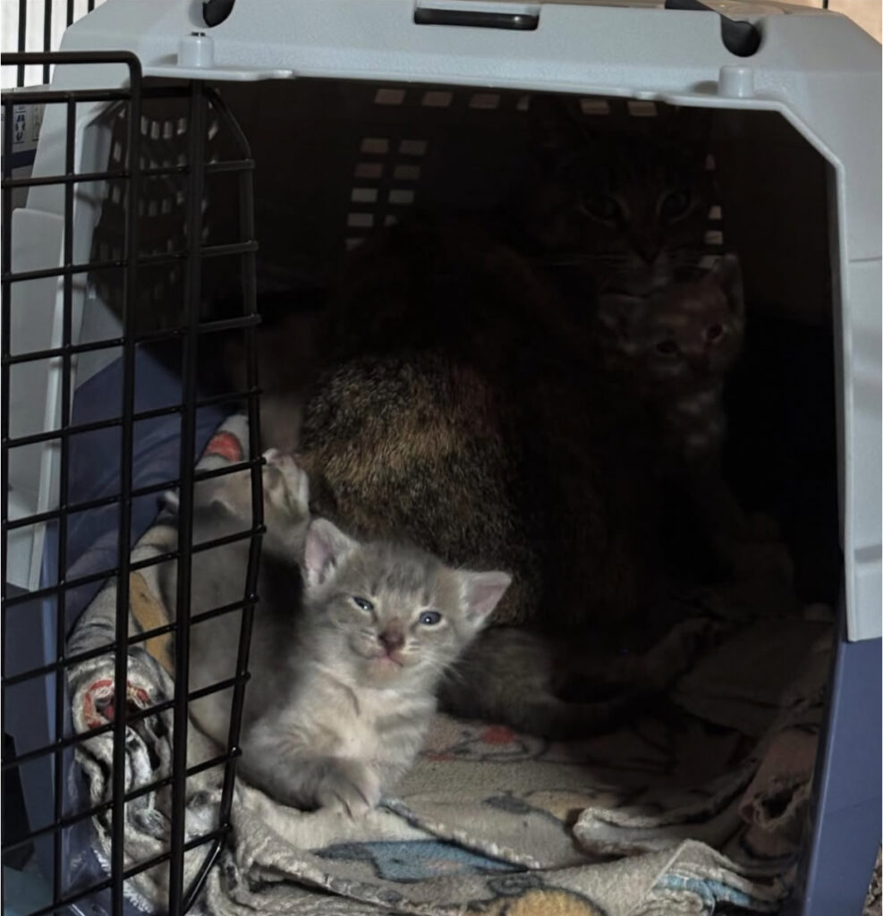 Mama Cat & Kittens Rescued: TNR Training Ahead! 2 rockats.org