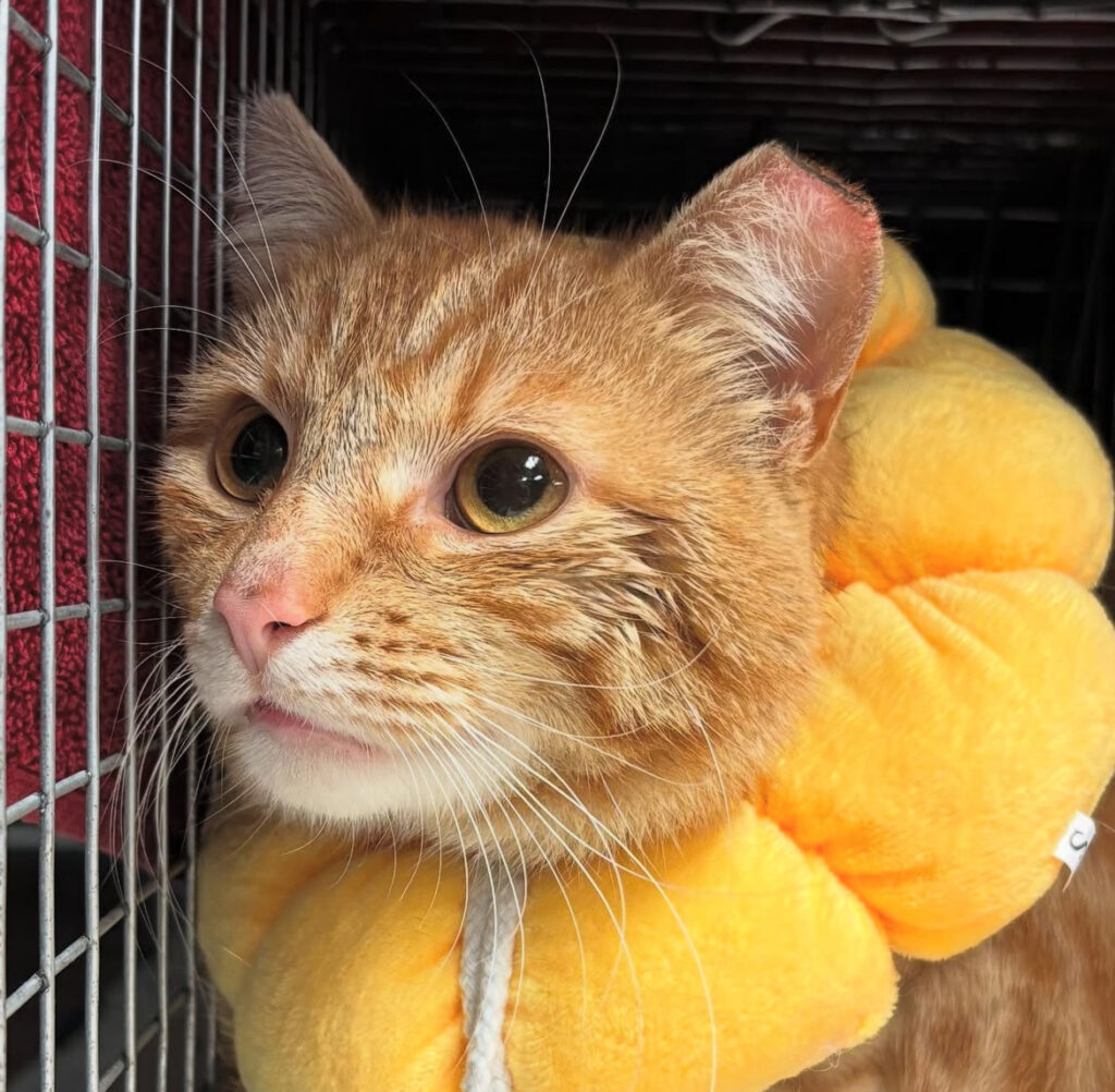 30 Lives Transformed: Whiskers to Tails rocks! 1 rockats.org