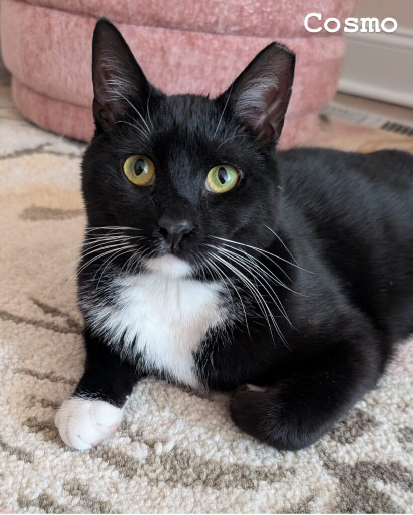 TNR Works: Finding Homes, Saving Lives & Building Our Team! 10 rockats.org