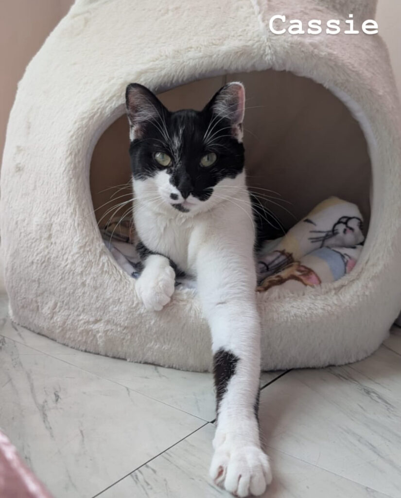 TNR Works: Finding Homes, Saving Lives & Building Our Team! 6 rockats.org