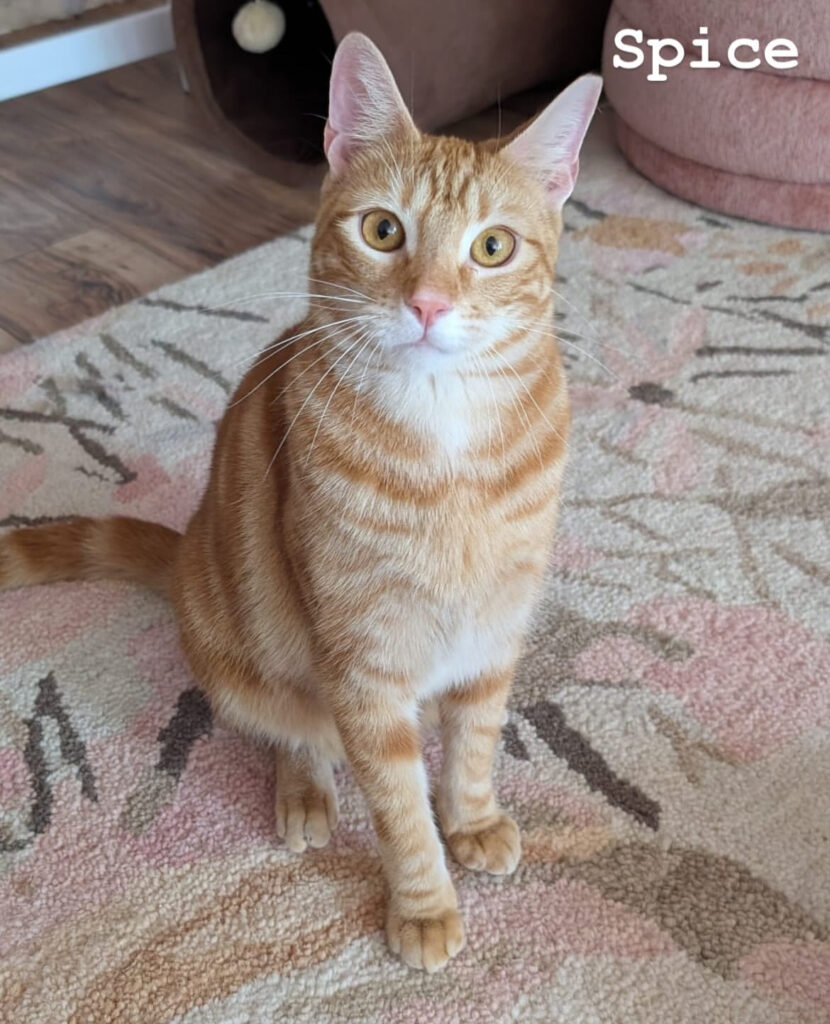 TNR Works: Finding Homes, Saving Lives & Building Our Team! 5 rockats.org