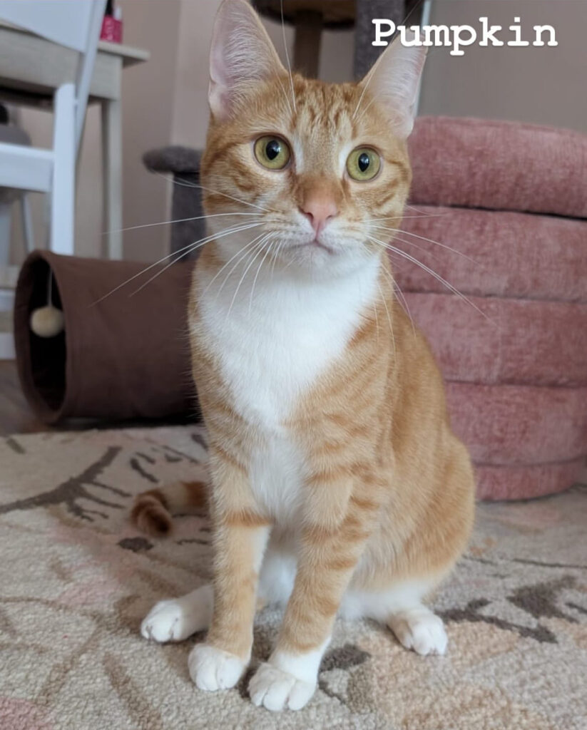 TNR Works: Finding Homes, Saving Lives & Building Our Team! 4 rockats.org