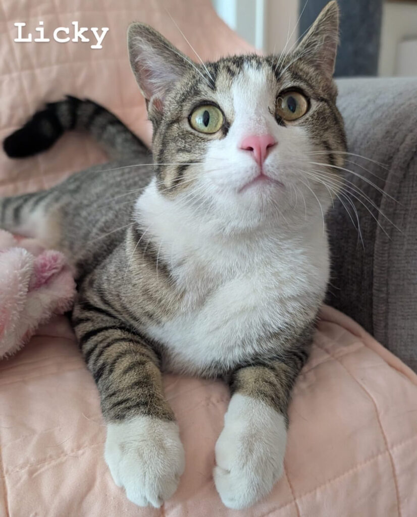 TNR Works: Finding Homes, Saving Lives & Building Our Team! 2 rockats.org