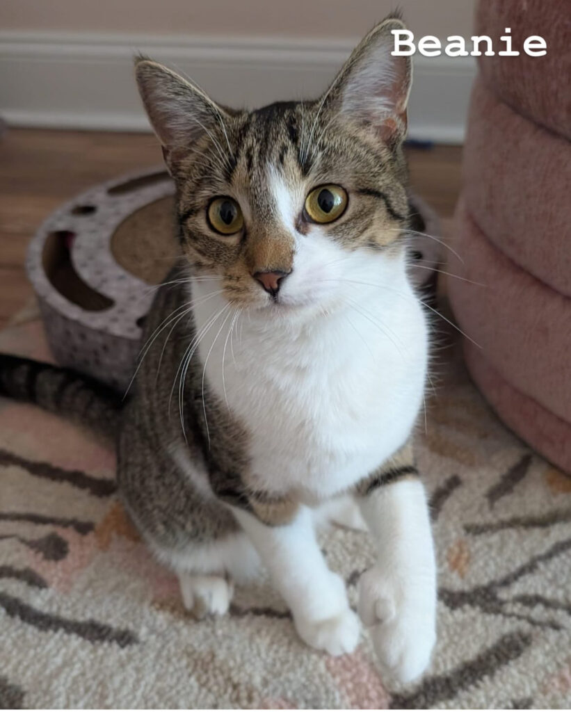 TNR Works: Finding Homes, Saving Lives & Building Our Team! 1 rockats.org