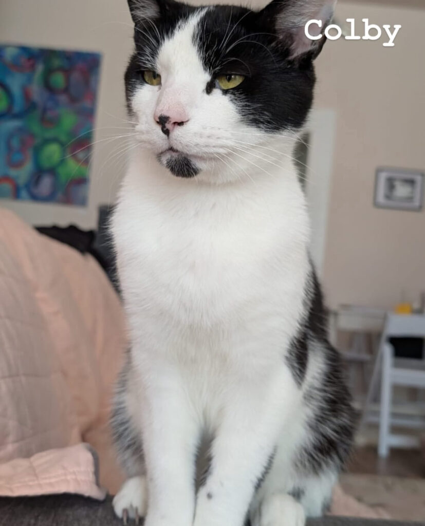 TNR Works: Finding Homes, Saving Lives & Building Our Team! 8 rockats.org
