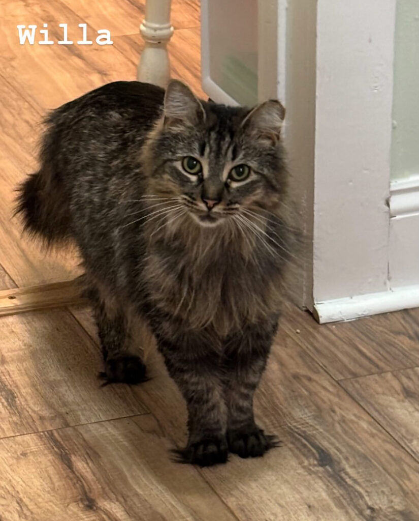 TNR Works: Finding Homes, Saving Lives & Building Our Team! 9 rockats.org