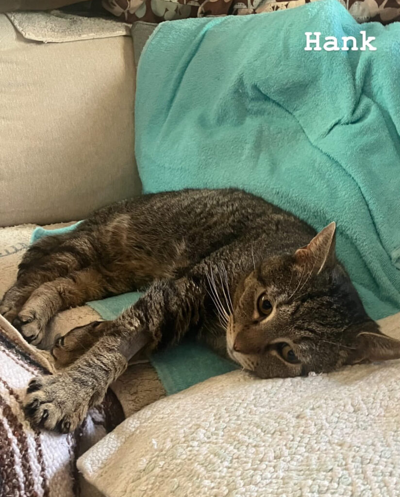 TNR Works: Finding Homes, Saving Lives & Building Our Team! 7 rockats.org