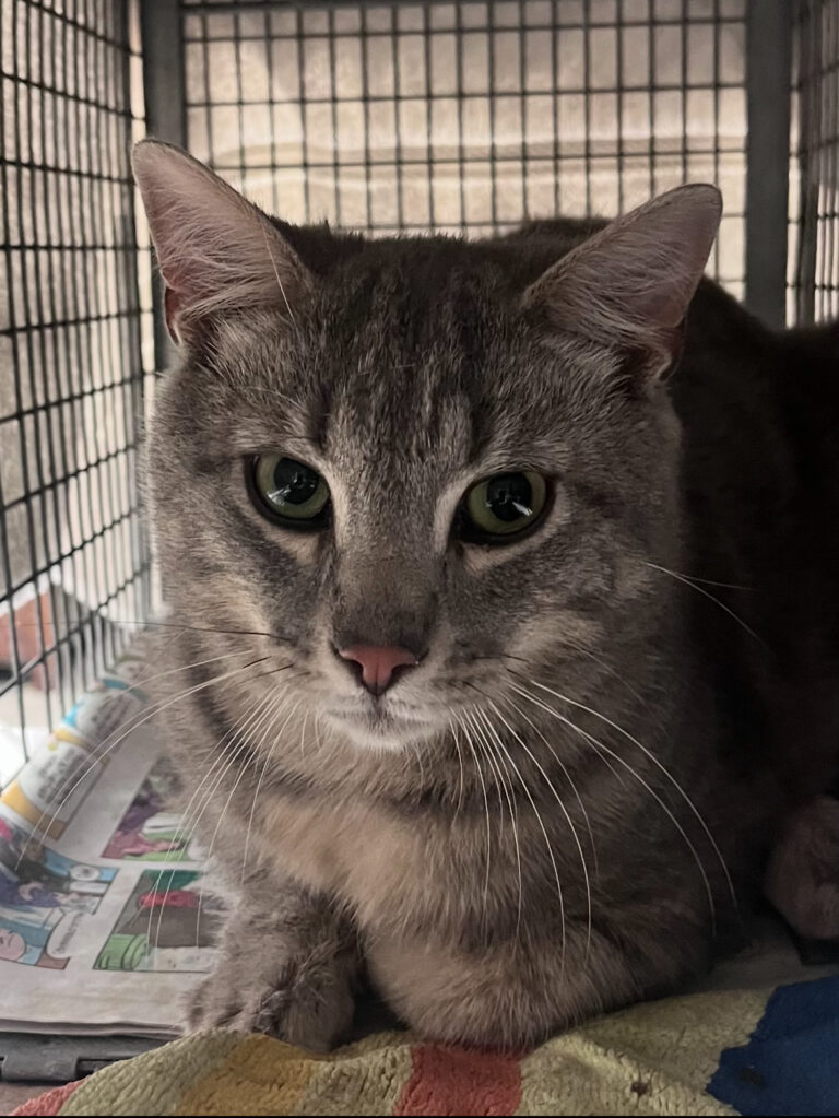 Love. Trap. Neuter. Repeat. 6 rockats.org