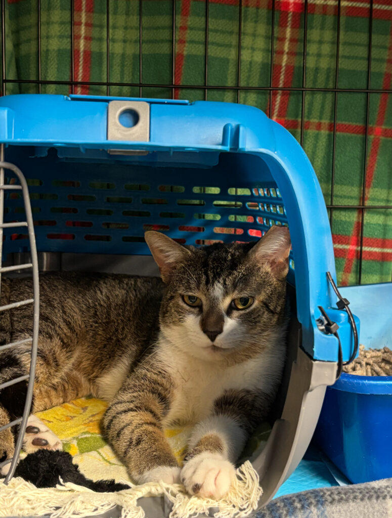 Love. Trap. Neuter. Repeat. 3 rockats.org