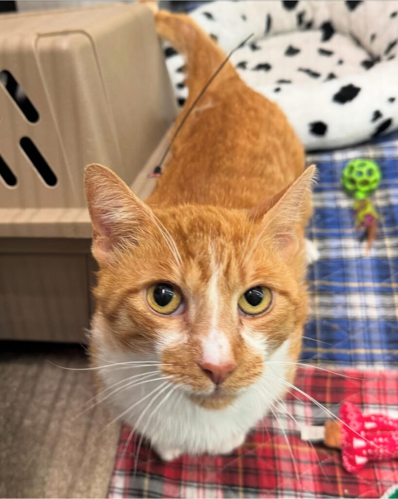 Lloyd’s Journey: From Streets to Sweetheart 2 rockats.org