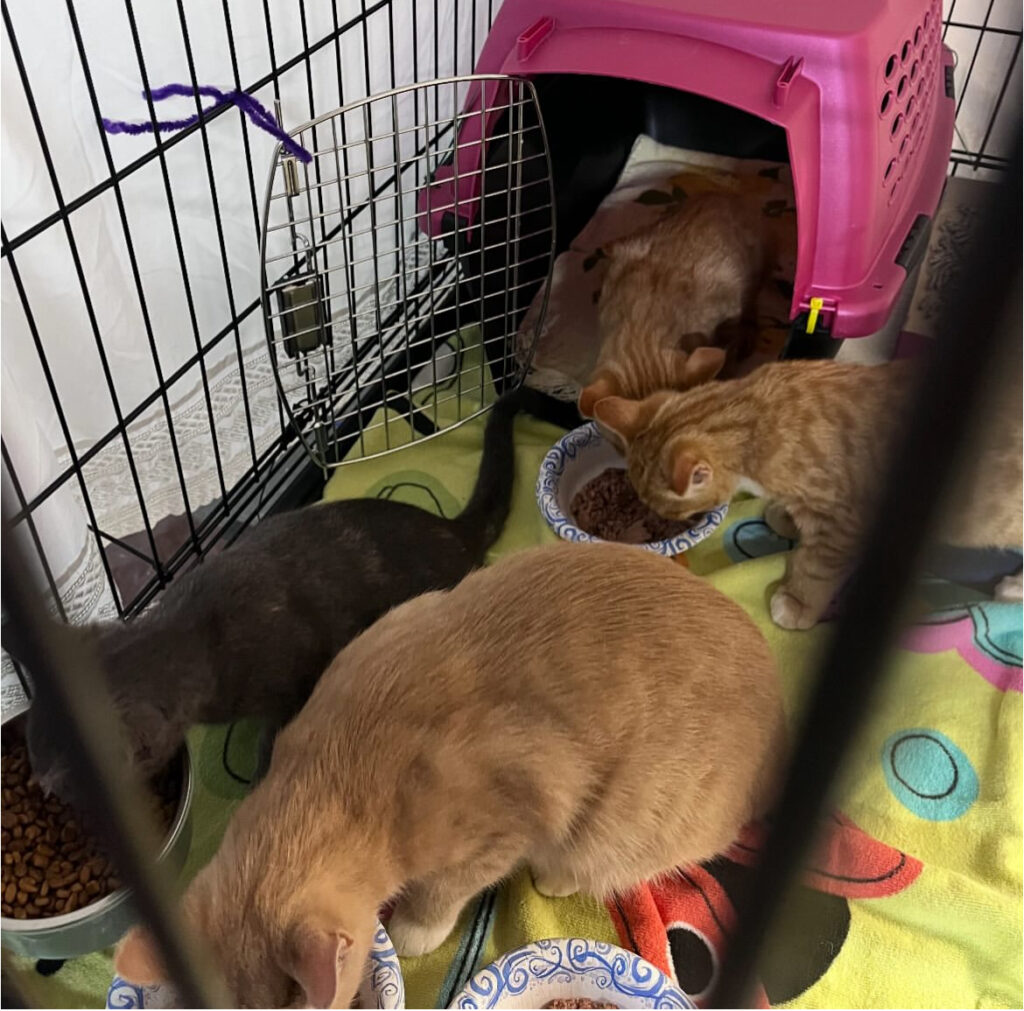 Saving Lives, One Cat at a Time 10 rockats.org