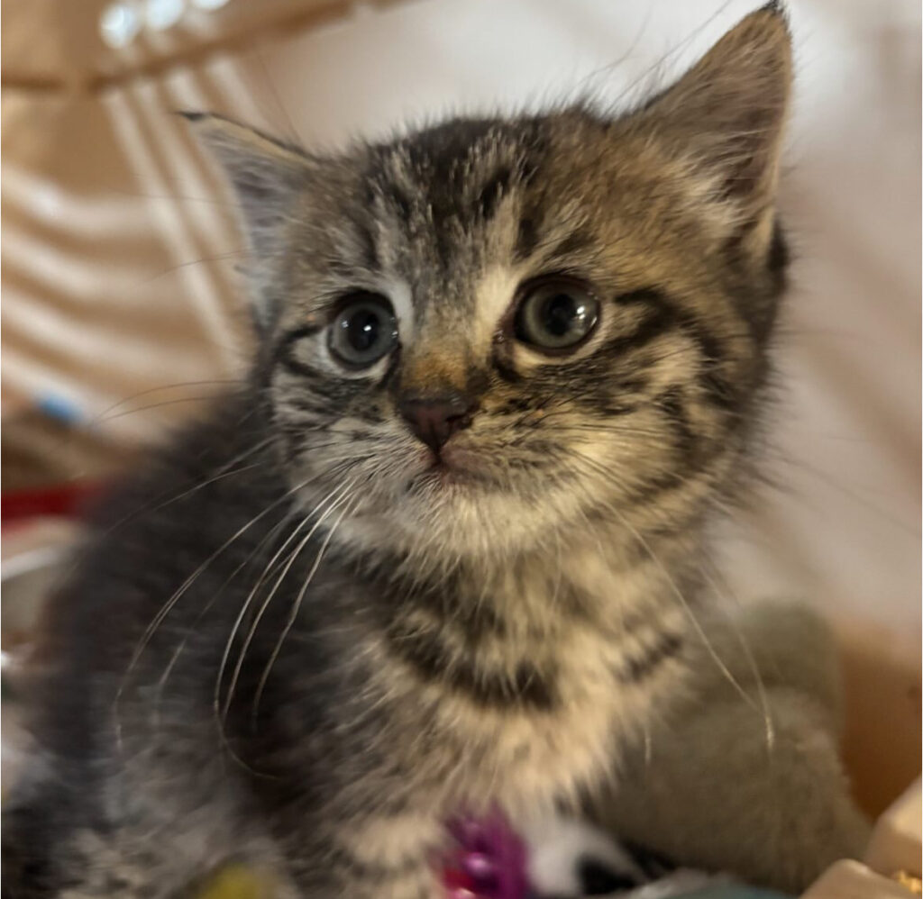 Saving Lives, One Cat at a Time 6 rockats.org