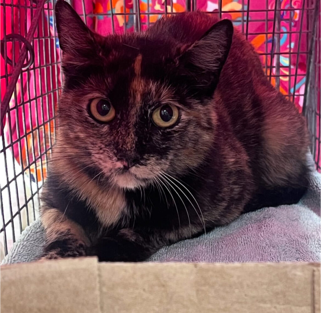 Saving Lives, One Cat at a Time 5 rockats.org