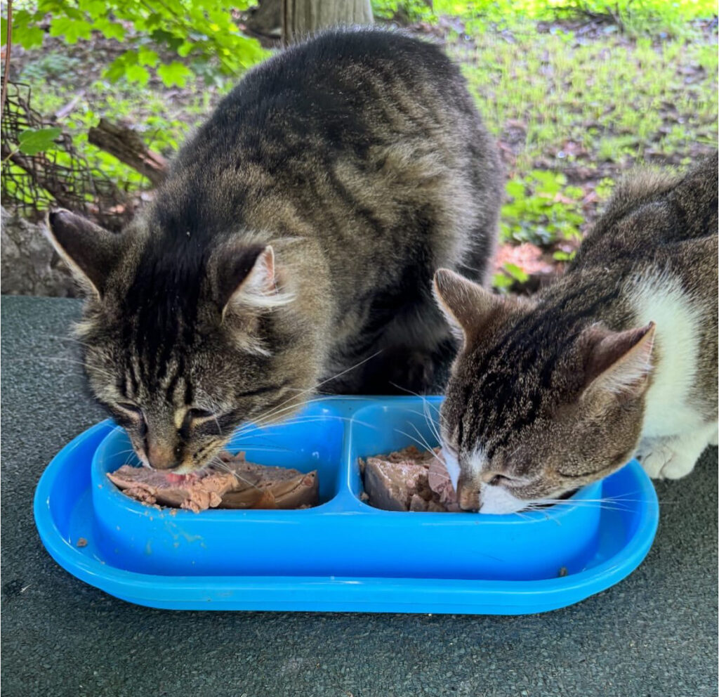 Saving Lives, One Cat at a Time 4 rockats.org