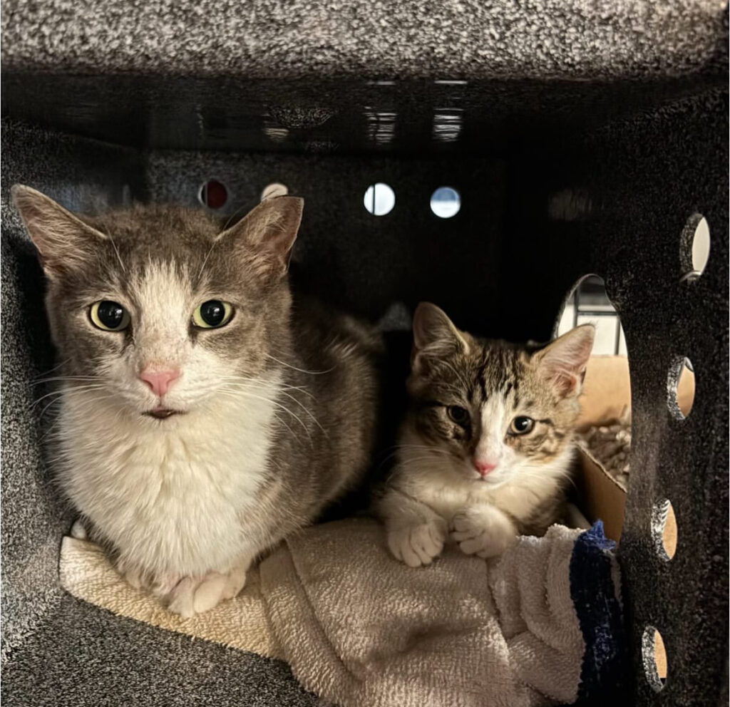 Saving Lives, One Cat at a Time 3 rockats.org