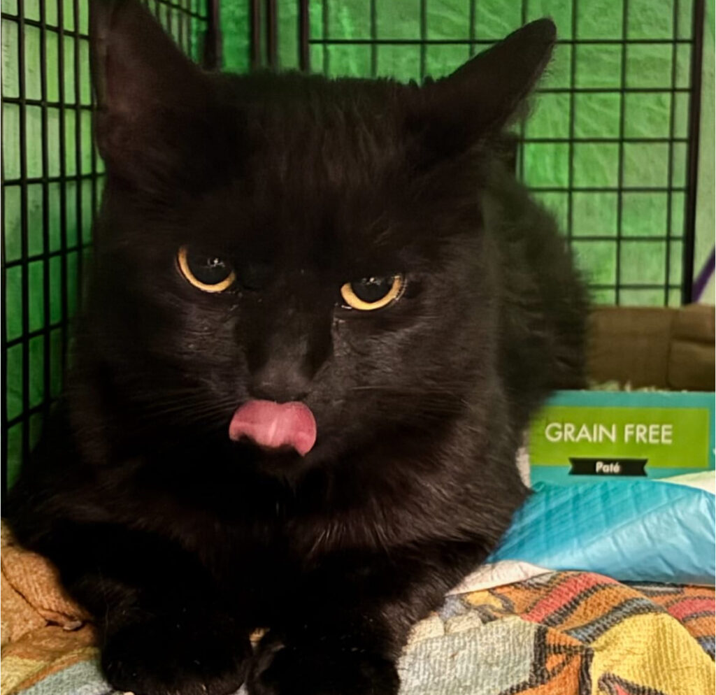 Saving Lives, One Cat at a Time 2 rockats.org