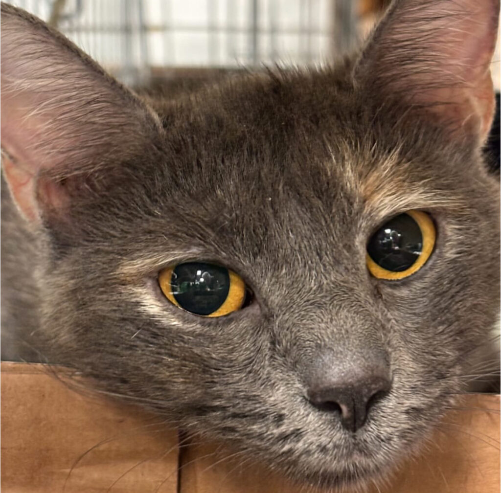 Saving Lives, One Cat at a Time 1 rockats.org