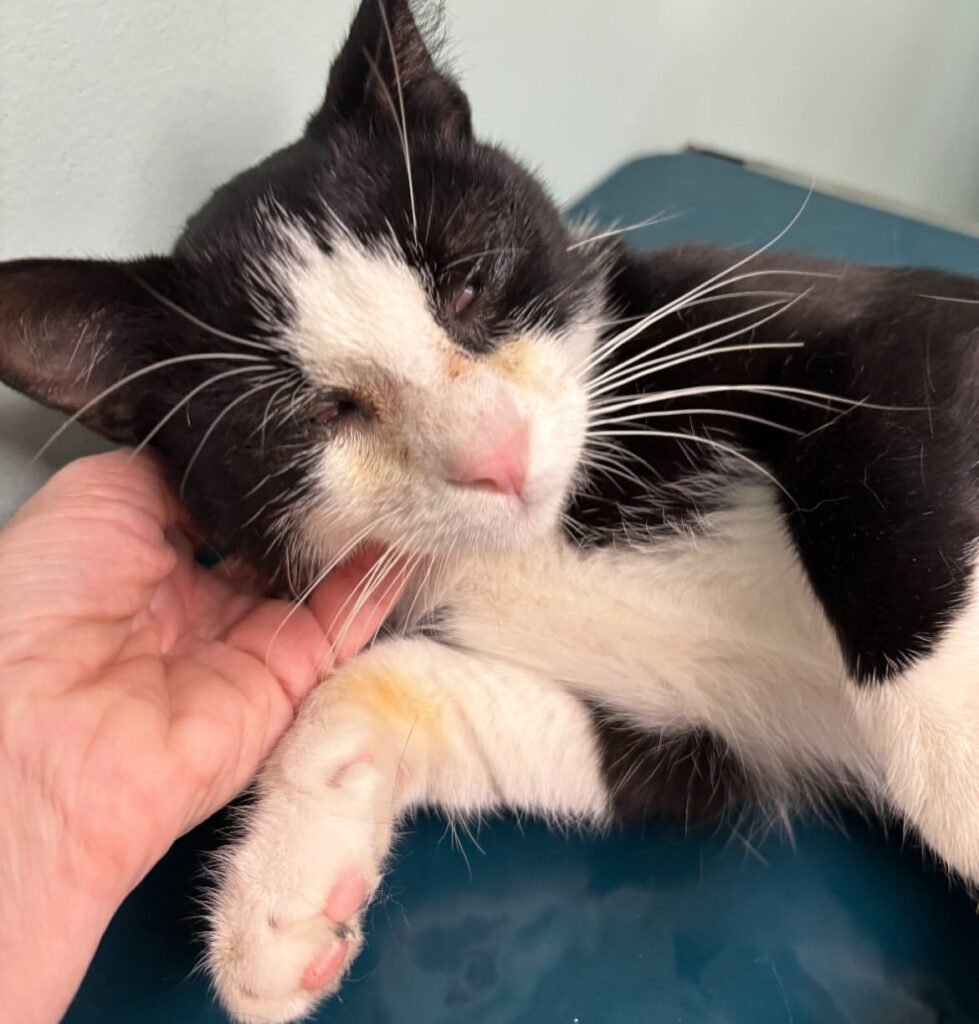 From One Cat to Many: Why Spay/Neuter Matters 1 rockats.org