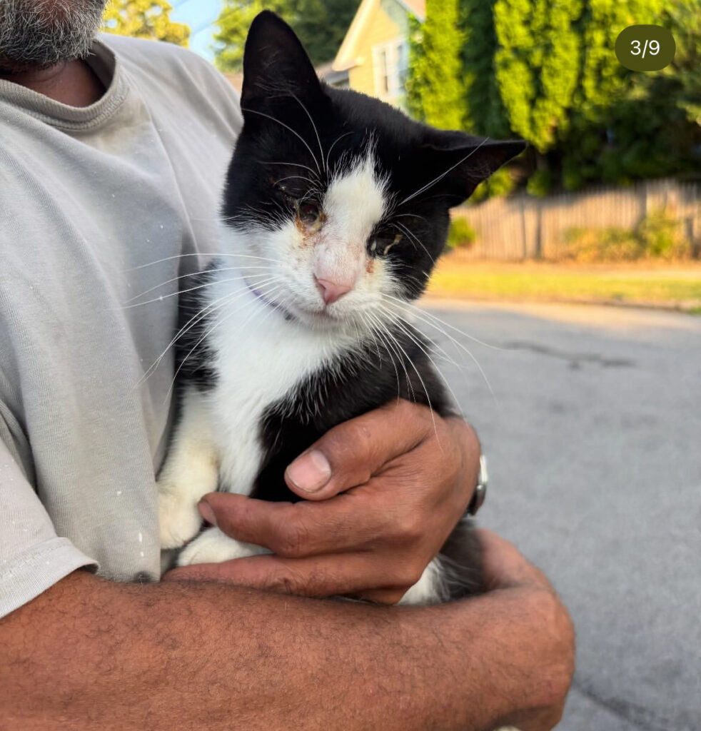 From One Cat to Many: Why Spay/Neuter Matters 2 rockats.org